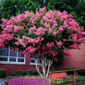 Crape Myrtle Pink Velour | 1 Extra Large 3 Gallon Plants | Lush Magenta - Pink Blooms, Live Plant, Elegant Ornamental Shrub for Distinctive Garden Accents